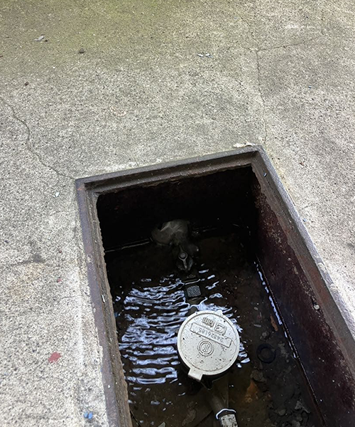 水道管の漏水が原因で水が溜まったメーターボックス