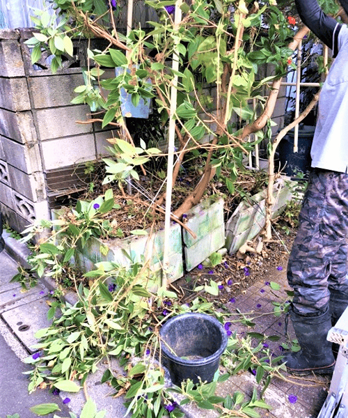 水道メーターボックス周辺の花壇撤去作業