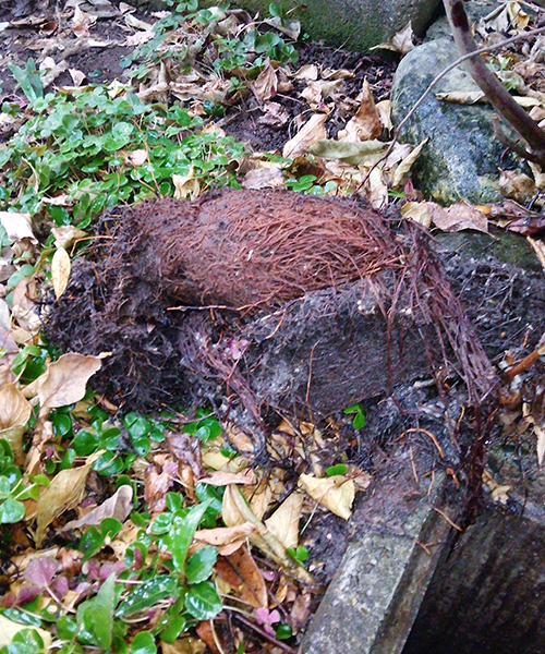 屋外の配管に詰まっていた木の根