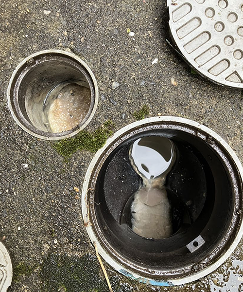 屋外の排水桝を点検